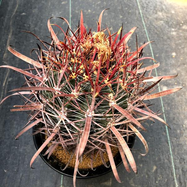 Yoshihiro Fukaki サボテン フェロカクタス 神仙玉B 61HIqP5S9+L._UF1000,1000_QL80_.jpg