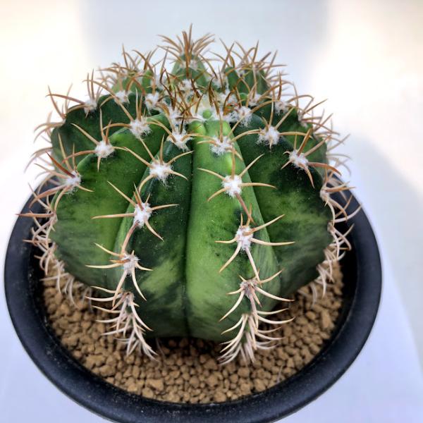 サボテン：メロカクタス マタンザナス 魔雲錦*幅8cm 現品！一品限り