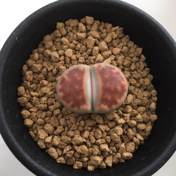 y-bonsai_ss1844
