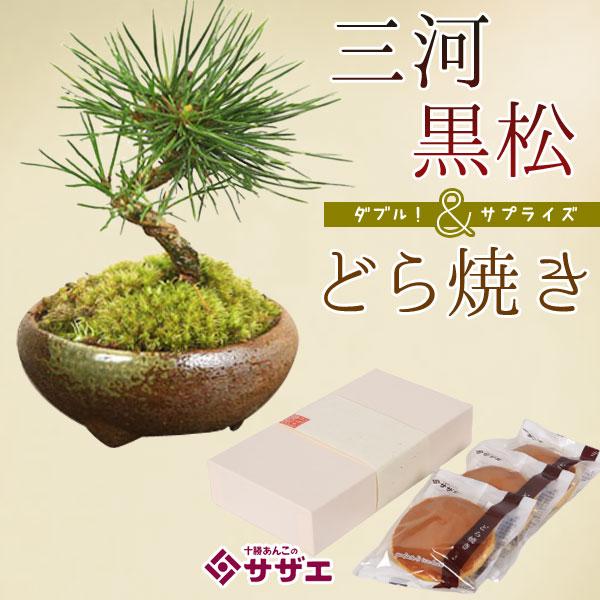 黒松 盆栽 セットの人気商品 通販 価格比較 価格 Com