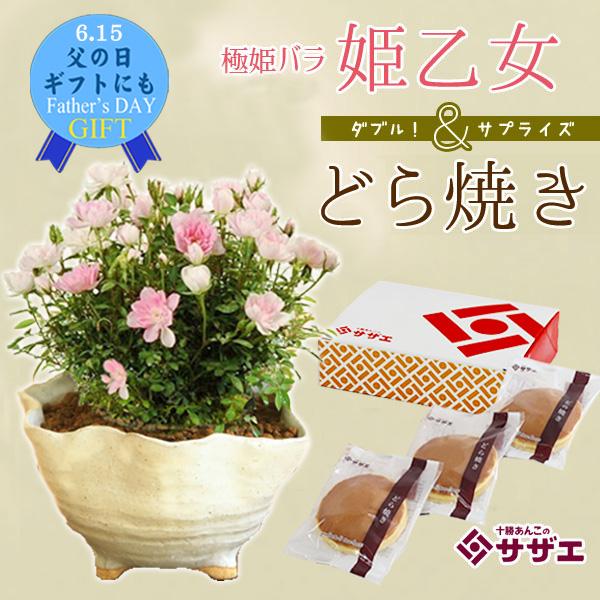 遅れてごめんね 母の日ギフトにおすすめ 姫バラ姫乙女 どら焼きセット 鉢花 鉢植え ミニバ ラ Sweets Set 05 遊恵盆栽 Yahoo 店 通販 Yahoo ショッピング