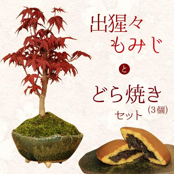 ★盆栽：超人気のモミジ八房／鹿島／小品盆栽／佐賀県鹿島市産 モミジ・鹿島八房 - Collection : コレクション - NEO GREEN