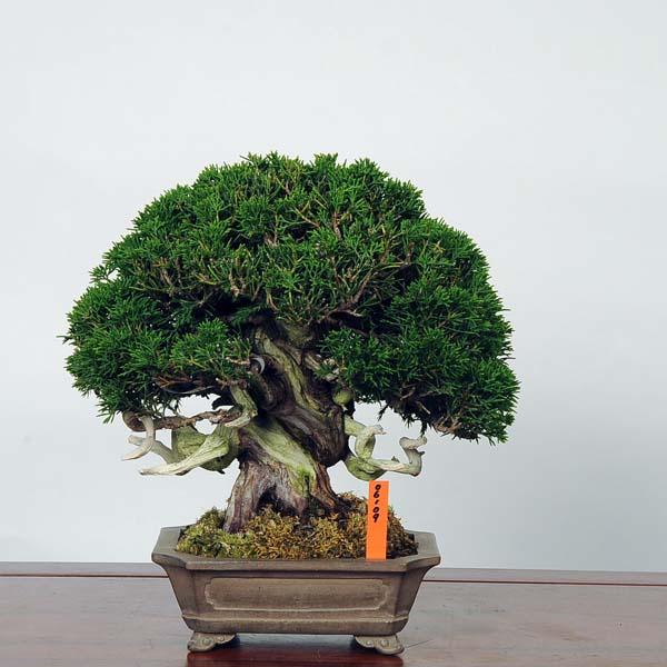 小品盆栽 特選糸魚川真柏 現品 送料無料 Shinpaku Test Bonsai 遊恵盆栽 Yahoo 店 通販 Yahoo ショッピング