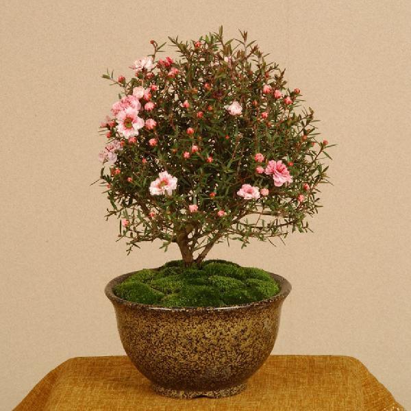 盆栽：ギョリュウバイ（ピンク）* bonsai : 遊恵盆栽 Yahoo!店 - 通販