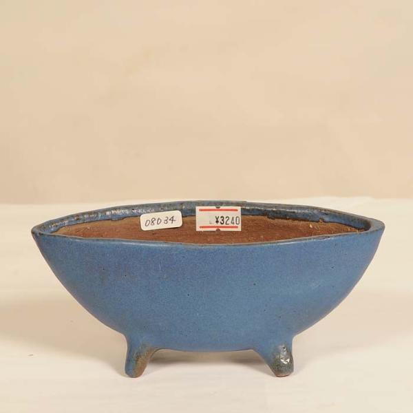 盆栽小鉢：こう草(鴻陽) 山野草鉢 16.4cm *現品もの 資材 : 遊恵盆栽