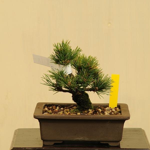 小品盆栽:那須五葉松*一品限り現品物/【Buyee】 小品盆栽:那須五葉松*一品限り現品物/【Buyee】