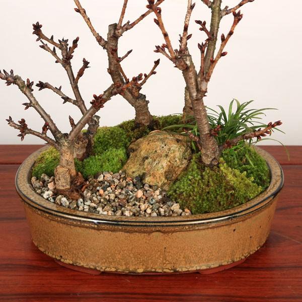 豪華旭山桜５本 桜寄せ植え盆栽 桜林 21年春開花予定 さくら お花見 誕生日 祝 旭山桜 春 ギフト Gift プレゼントにも Buyee Buyee 提供一站式最全面最專業現地yahoo Japan拍賣代bid代拍代購服務 Bot Online