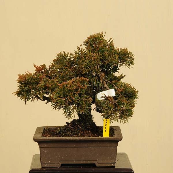 中品盆栽 糸魚川真柏 一品限り現品物 Buyee Buyee 提供一站式最全面最專業現地yahoo Japan拍賣代bid代拍代購服務bot Online