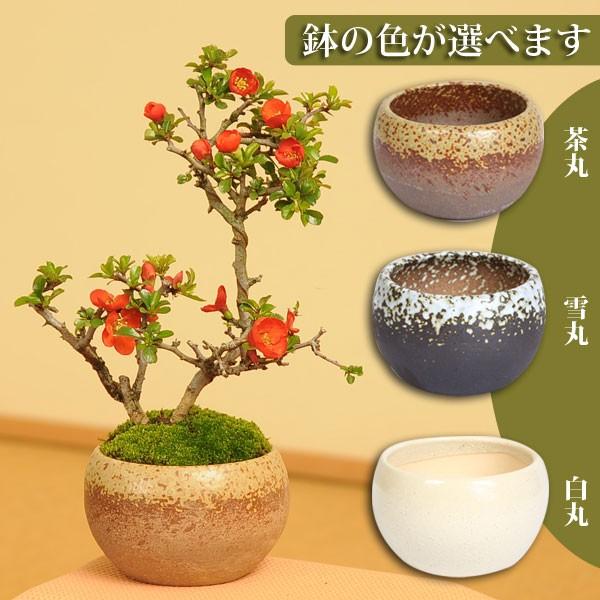 小品盆栽:長寿梅(萬古焼丸鉢)*鉢が選べる祝い 縁起 gift 誕生 小品盆栽:長寿梅(萬古焼丸鉢)*鉢が選べる祝い 縁起 gift 誕生