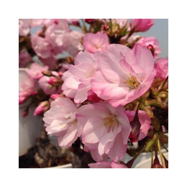 盆栽:桜・藤寄せ植え*陶器鉢* (2022年春開花予定) (鉢が選べる)さくら ふじ お花見 誕生日 祝 旭山桜 ギフト gift プレゼントにも bonsai /【Buyee】 盆栽:桜・藤寄せ植え*陶器鉢* (2022年春開花予定) (鉢が選べる)さくら ふじ お花見 誕生日 祝 旭山桜 ギフト gift プレゼントにも bonsai /【Buyee】