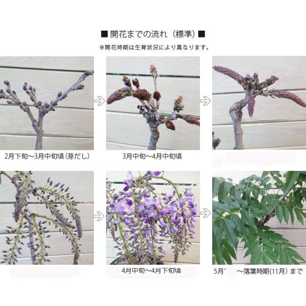 盆栽:桜・藤寄せ植え*陶器鉢* (2022年春開花予定) (鉢が選べる)さくら ふじ お花見 誕生日 祝 旭山桜 ギフト gift プレゼントにも bonsai /【Buyee】 盆栽:桜・藤寄せ植え*陶器鉢* (2022年春開花予定) (鉢が選べる)さくら ふじ お花見 誕生日 祝 旭山桜 ギフト gift プレゼントにも bonsai /【Buyee】