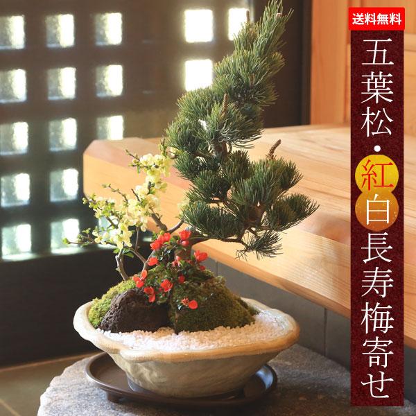 盆栽:五葉松・紅白長寿梅寄せ植え(瀬戸焼変形白釉鉢)* 鉢植え 盆栽:五葉松・紅白長寿梅寄せ植え(瀬戸焼変形白釉鉢)* 鉢植え