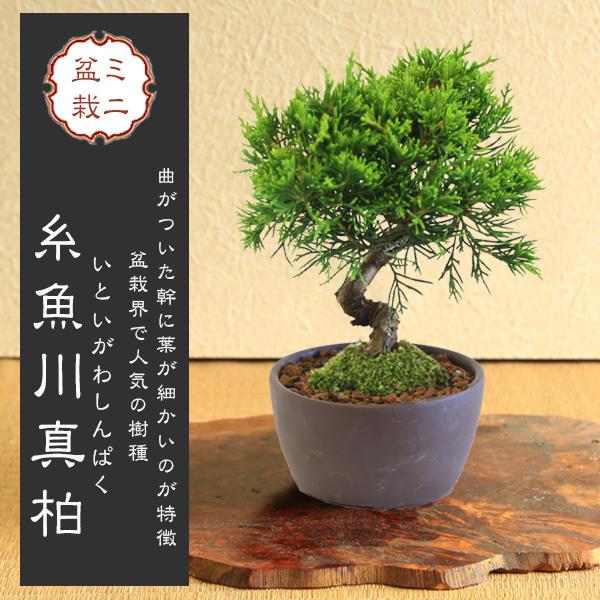 ミニ盆栽:糸魚川真柏(曲)* (萬古焼泥物丸小鉢) 苔付き いとい ミニ盆栽:糸魚川真柏(曲)* (萬古焼泥物丸小鉢) 苔付き いとい