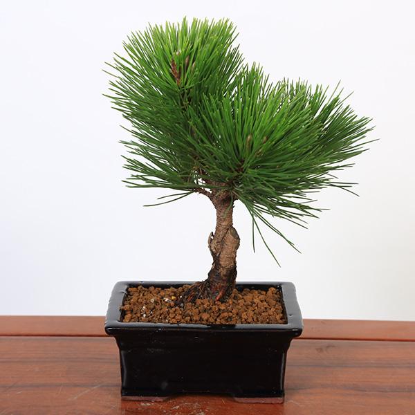 盆栽：黒松（紺長方縁付小鉢)*くろまつ クロマツ 鉢植え black pine