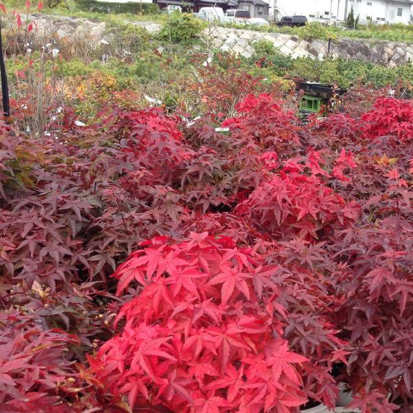 盆栽 出猩々もみじ 瀬戸焼小鉢 特大 Buyee 日本代购平台 产品购物网站大全 Buyee一站式代购 Bot Online