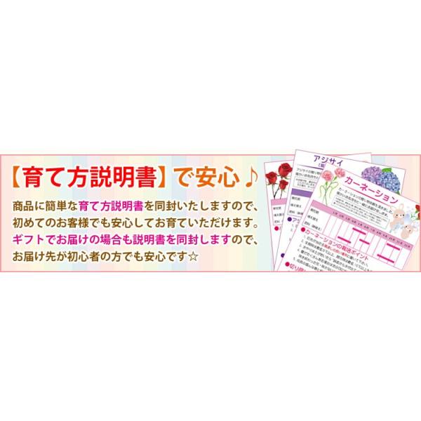 盆栽:桜・薔薇寄せ植え* (2021年春開花予定) 春 お花見 誕生日 祝 旭山桜 バラ 姫乙女 ギフト gift プレゼントにも /【Buyee】 盆栽:桜・薔薇寄せ植え* (2021年春開花予定) 春 お花見 誕生日 祝 旭山桜 バラ 姫乙女 ギフト gift プレゼントにも /【Buyee】
