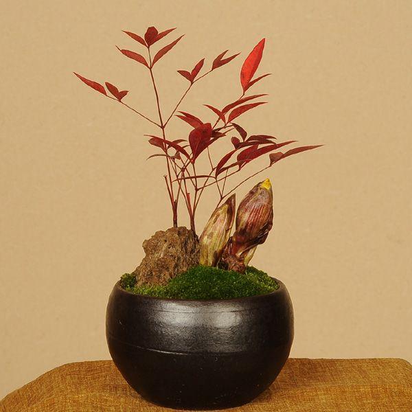 山野草：南天・福寿草寄せ* bonsai : 遊恵盆栽 Yahoo!店 - 通販