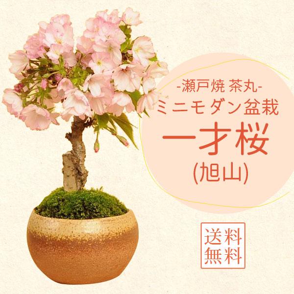 桜盆栽:一才桜(瀬戸焼茶丸鉢)* (2025年春開花予定) さく さくら 桜盆栽:一才桜(瀬戸焼茶丸鉢)* (2025年春開花予定) さく さくら