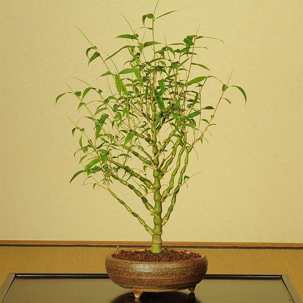 盆栽：大福竹（仏肚竹 らっきょ竹）信楽焼丸鉢* bonsai : 遊恵盆栽