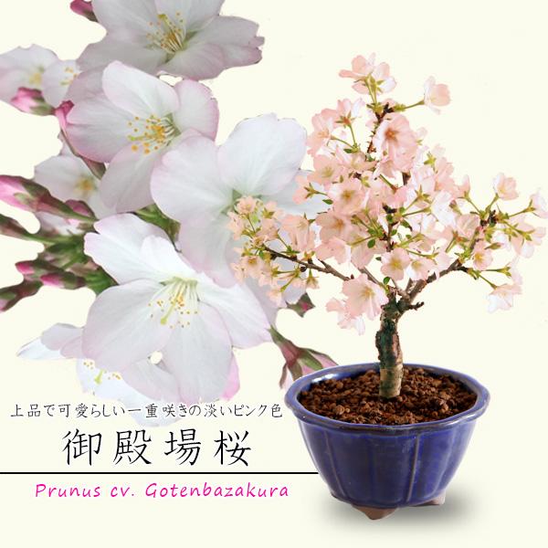 ミニ盆栽:御殿場桜(国産輪花藍色鉢)*(2025年春開花予定)Sakura ミニ盆栽:御殿場桜(国産輪花藍色鉢)*(2025年春開花予定)Sakura