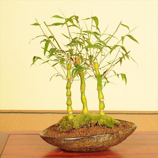 盆栽：大福竹（仏肚竹）寄せ植え(信楽焼舟型鉢)* bonsai : 遊恵盆栽