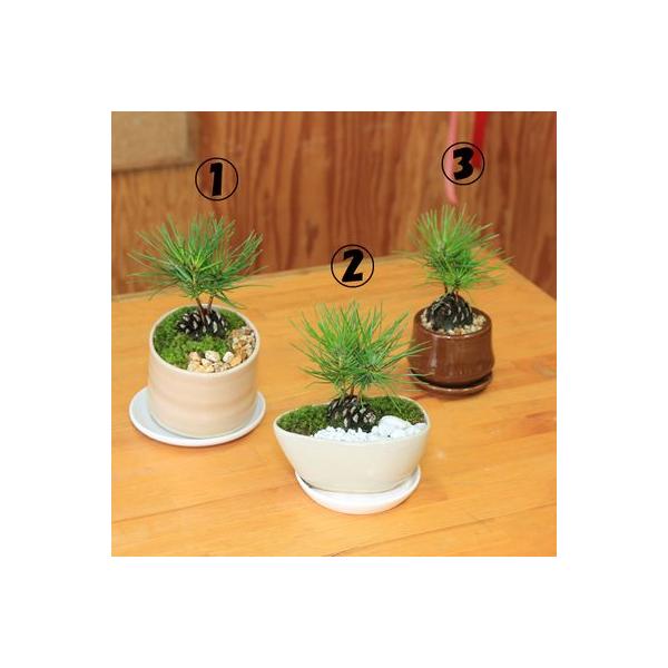 ミニ盆栽 松ぼっくりん 黒松 モダン鉢 受皿付 鉢選べます Buyee Buyee Japanese Proxy Service Buy From Japan Bot Online