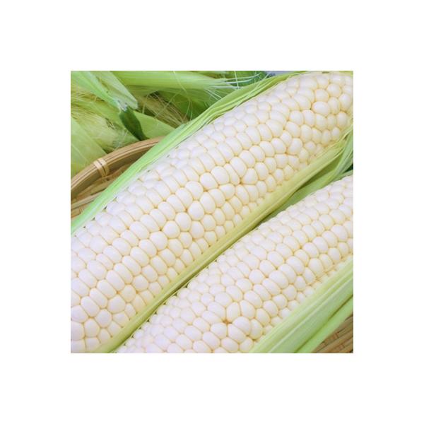 ■お礼品詳細　・生産地：久御山町　・賞味期限：出荷日+5日　・配送方法：クール便（冷蔵）■お申し込み・配送・その他　・発送時期：2026-05-31〜2026-07-05（お届け時間帯指定可）　・申込受付期間：2025-09-01〜2026...