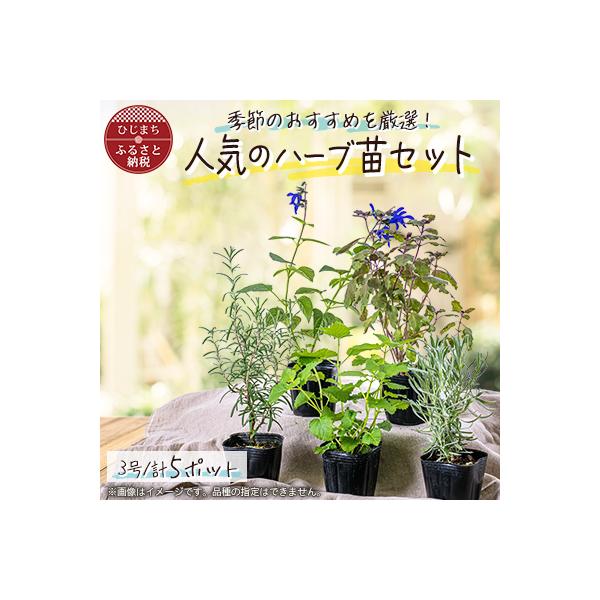 ふるさと納税 日出町 ガーデニング に欠かせない! 人気の ハーブ苗 5ポットセット【3号ポット】