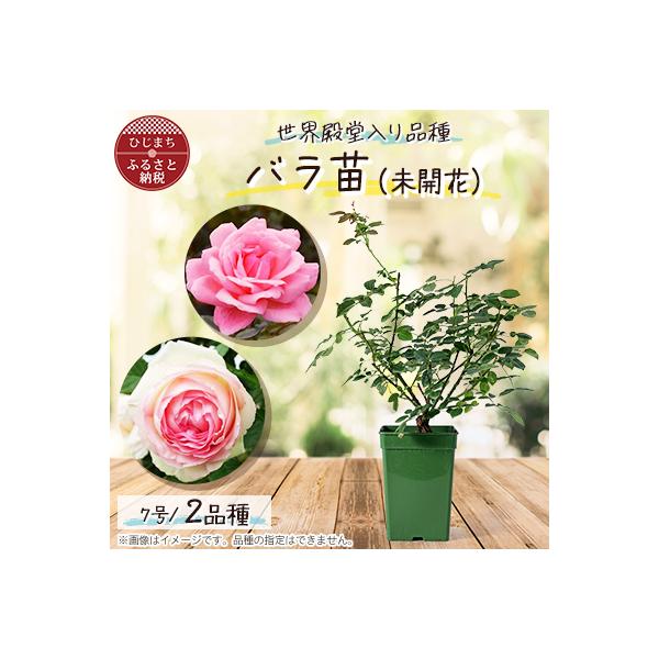 ふるさと納税 日出町 『おおがファーム』店長おすすめ 世界殿堂入りの