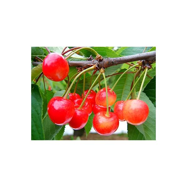 ■お礼品詳細　・配送方法：クール便(冷蔵)■お申し込み・配送・その他　・発送時期：2026-06-01〜2026-06-30（お届け時間帯指定可）　・申込受付期間：〜2026-05-15　・配達外のエリア：離島、沖縄県、中国、九州　・寄付証...