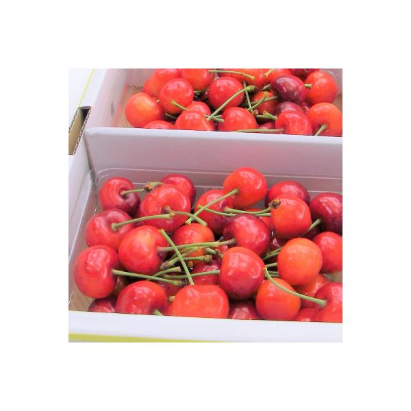 ■お礼品詳細　・配送方法：クール便(冷蔵)■お申し込み・配送・その他　・発送時期：2026-06-04〜2026-06-30　※生育状況により前後する場合があります（お届け時間帯指定可）　・申込受付期間：〜2026-05-22　・配達外のエ...