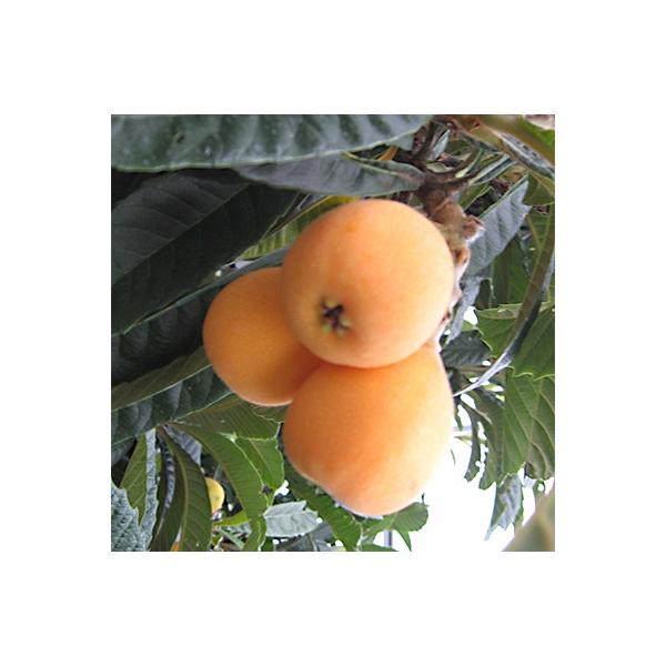 ■お礼品詳細　・配送方法：クール便(冷蔵)■お申し込み・配送・その他　・発送時期：2026-05-14〜2026-07-11　・申込受付期間：〜2026-06-07　・配達外のエリア：離島、北海道、沖縄県、東北、信越、北陸　・寄付証明書の送...