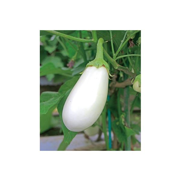 ■お礼品詳細■お申し込み・配送・その他　・発送時期：2026-07-03〜2026-09-26（お届け時間帯指定可）　・申込受付期間：〜2026-07-31　・配達外のエリア：離島　・寄付証明書の送付時期目安：申込完了日から3週間程度　・提...