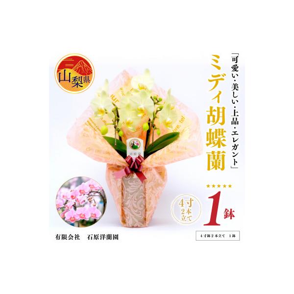 ふるさと納税 山梨県 ミディ胡蝶蘭　山梨県産　鉢サイズ4寸　2本立て　石原洋蘭園　ギフトや贈答品におすすめです。