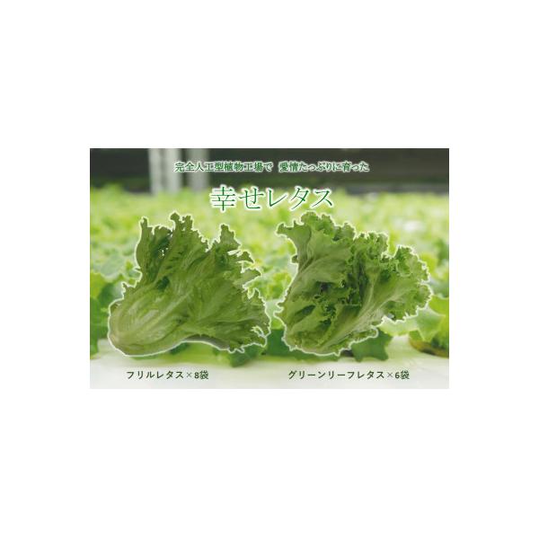 ■お礼品詳細　・配送種別：冷蔵便■お申し込み・配送・その他　・発送時期：2026-02-03より順次発送 ※生産・天候・交通等の事情により遅れる場合があります。（お届け時間帯指定可）　・申込受付期間：通年　・配達外のエリア：離島　・寄付証明...