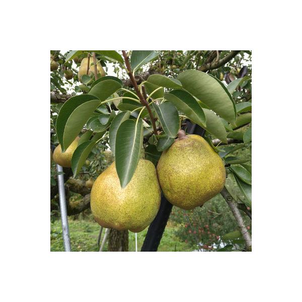 ■お礼品詳細　・配送種別：通常■お申し込み・配送・その他　・発送時期：2026-11-02〜2026-12-25（お届け時間帯指定可）　・申込受付期間：〜2026-11-30　・配達外のエリア：離島、沖縄県　・寄付証明書の送付時期目安：申込...