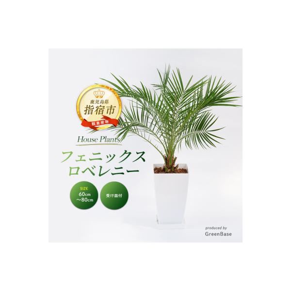 ふるさと納税 指宿市 【観葉植物】フェニックス・ロベレニー60cm〜80cm