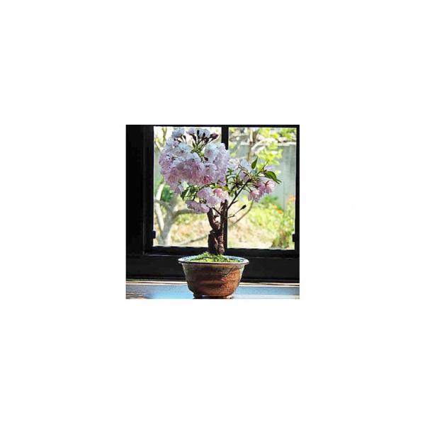 ふるさと納税 香芝市 自宅でサクラのお花見が楽しめます【例年4月頃開花】桜盆栽