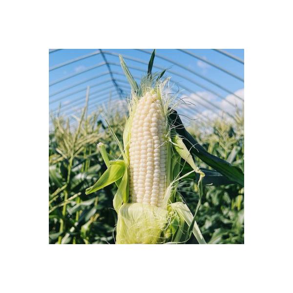 ■お礼品詳細　・配送種別：冷蔵便■お申し込み・配送・その他　・発送時期：2026-08-21〜2026-09-10（お届け時間帯指定可）　・申込受付期間：〜2026-08-12迄　・配達外のエリア：離島　・寄付証明書の送付時期目安：申込完了...