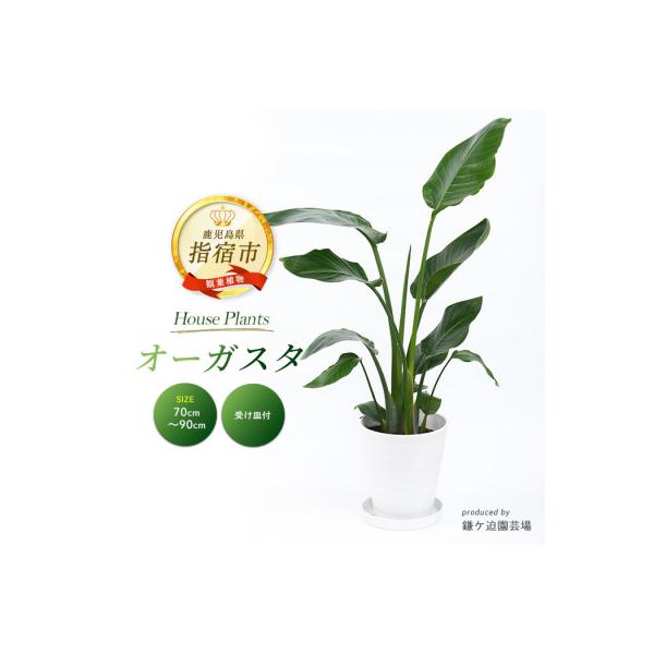 ふるさと納税 指宿市 【観葉植物】オーガスタ 70cm〜90cm(IB086-013