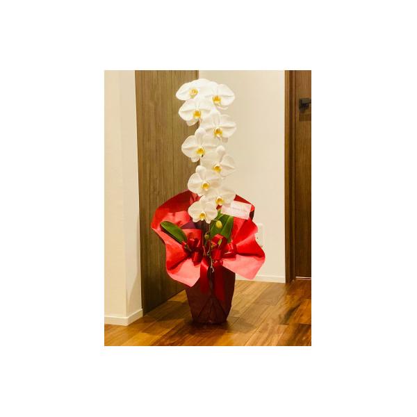 ふるさと納税 宇都宮市 【栃木県宇都宮産】大輪胡蝶蘭 白 1本立