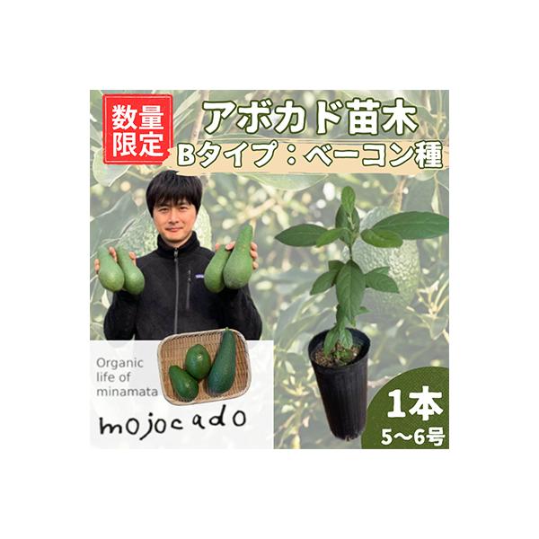 ふるさと納税 水俣市 【数量限定】アボカド 苗木 ベーコン種 接ぎ木苗
