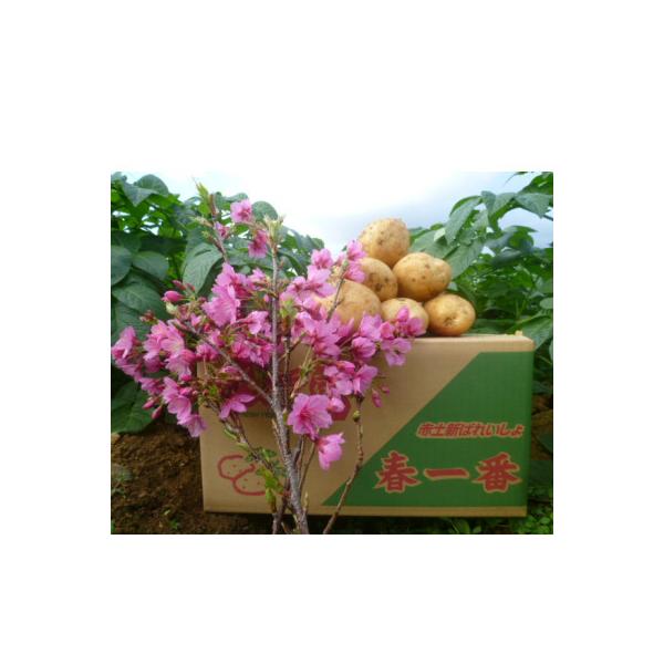 ■お礼品詳細　・配送種別：通常■お申し込み・配送・その他　・発送時期：2026-02-10〜2026-04-10　・申込受付期間：〜2026-03-31　・配達外のエリア：　・寄付証明書の送付時期目安：申込完了日から２ヵ月程度　・提供元：あ...