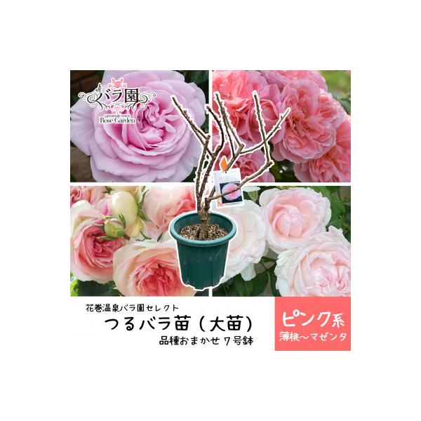 ふるさと納税 花巻市 花巻温泉バラ園で育った「つるバラ大苗」7号