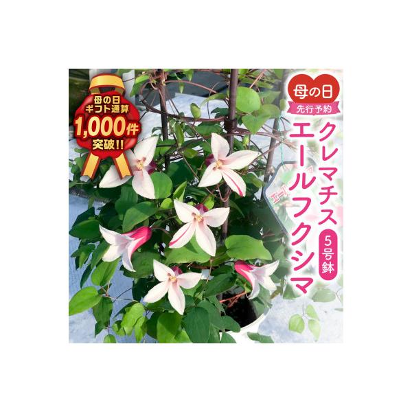 ふるさと納税 田村市 【先行受付 2026年母の日 】クレマチス「エールフクシマ」5号鉢 鉢植え ラッピング付き