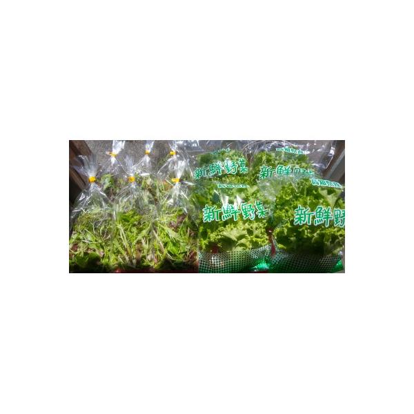 ■お礼品詳細　・配送種別：冷蔵便■お申し込み・配送・その他　・発送時期：2026-01-14より順次発送 ※生産・天候・交通等の事情により遅れる場合があります。（お届け時間帯指定可）　・申込受付期間：通年　・配達外のエリア：離島　・寄付証明...