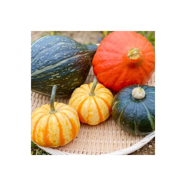 ■お礼品詳細　・配送種別：冷蔵便■お申し込み・配送・その他　・発送時期：〜2026-02-28（お届け時間帯指定可）　・申込受付期間：〜2026-02-20　・配達外のエリア：離島　・寄付証明書の送付時期目安：申込完了日から２週間程度　・提...