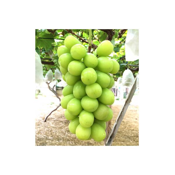 ■お礼品詳細　・配送種別：冷蔵便■お申し込み・配送・その他　・発送時期：2026-09-16〜2026-09-30（お届け時間帯指定可）　・申込受付期間：2025-12-01〜2026-08-31　・配達外のエリア：離島　・寄付証明書の送付...