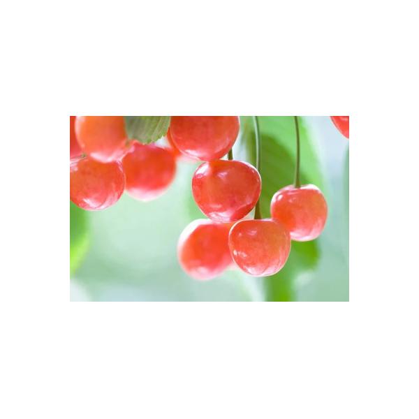 ■お礼品詳細　・配送種別：冷蔵便■お申し込み・配送・その他　・発送時期：2026-05-15〜2026-07-06（お届け時間帯指定可）　・申込受付期間：2025-07-01〜2026-07-01　・配達外のエリア：離島　・寄付証明書の送付...