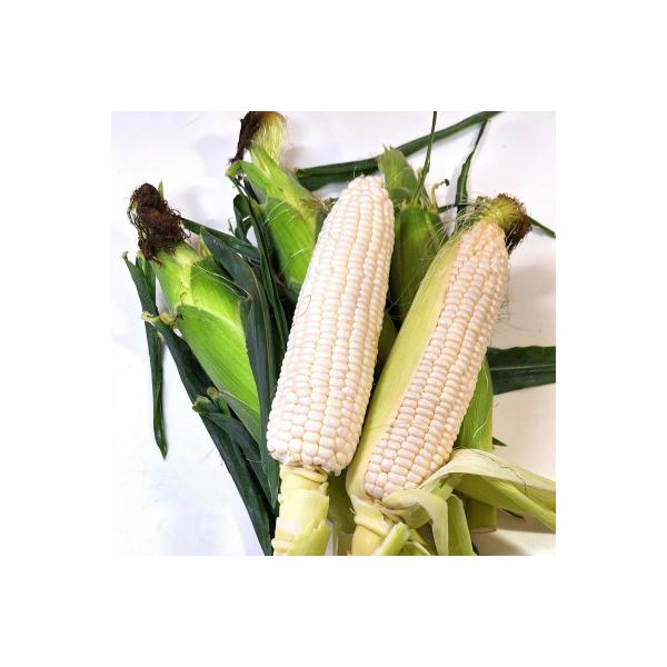 ■お礼品詳細　・配送種別：冷蔵便■お申し込み・配送・その他　・発送時期：2026-06-11〜2026-07-14（お届け時間帯指定可）　・申込受付期間：〜2026-06-21　・配達外のエリア：離島　・寄付証明書の送付時期目安：申込完了日...